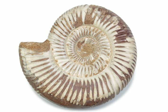 Polished Jurassic Ammonite (Perisphinctes) - Madagascar #378961